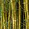 Striped Bamboo