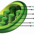 Structural Diagram of Plastids