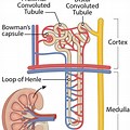 Structure of Nephron of the Human Body