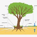 Sugar Maple Tree Root System Diagram