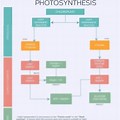 Sugar Cane Photosynthesis Flow Chart