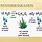 Summary Equation for Photosynthesis