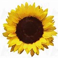 Sunflower Clip Art Watercolor Free Printable