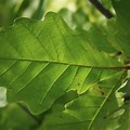 Swamp White Oak Leaf Ontario