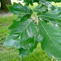 Swamp White Oak Leaf Buds