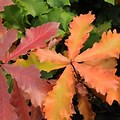 Swamp White Oak Leaf Fall