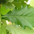 Swamp White Oak Tree Leaf