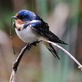 Swallow Bird North America