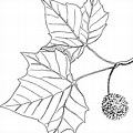 Sycamore Tree Leaf Drawing