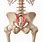 Sacroiliac SI Joint