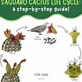 Saguaro Cactus Life Cycle