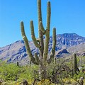 Saguaro Cactus Tucson AZ