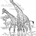 Safari Giraffe Coloring Page