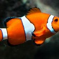 Saltwater Aquarium Nemo Fish