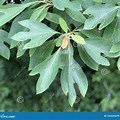 Sassafras Tree Leaf Identification