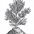 Sapling Pine Tree Sketch