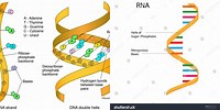 Schematic Diagram of the Structure of RNA