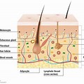 Section through Human Skin