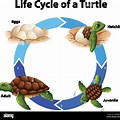 Sea Turtle Life Cycle Diagram