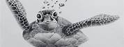 Sea Turtle Pencil Drawing