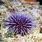 Sea Urchin Australia