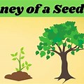 Seeds to Grow Big Trees