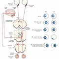 Seizure Frontal Eye Field