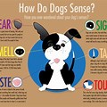 Sensory Touch Animals Pictures