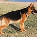 Short for Red Black German Shepherd