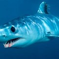 Shortfin Mako Shark Finding Nemo