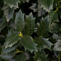 Silhouette of Oak Leaf Holly Bush