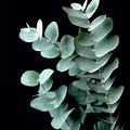 Silver Dollar Eucalyptus Plant in Pots