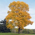 Silver Maple