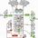 Simple Saccadic Pathway of the Brain