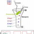 Single Molecule DNA Sequencing