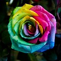 Single Rainbow Rose