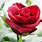 Single Red Rose Flower