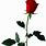 Single Red Rose No Background