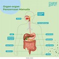 Sistem Pencernaan Manusia