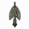 Skeleton Rib Cage and Spine Transparent