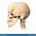 Skull Side View Royalty Free