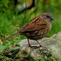 Small British Songbirds