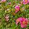 Small Flowering Shrubs