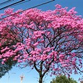 Small Flowering Trees Florida