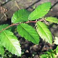 Small Leaf Elm