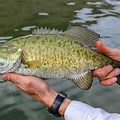 Smallmouth Bass