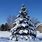 Snow Pine Christmas Tree