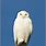 Snowy Owl On Branch