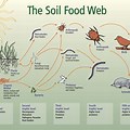 Soil Food Web Diagram