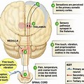 Somatic Sensory Pathway Diagram